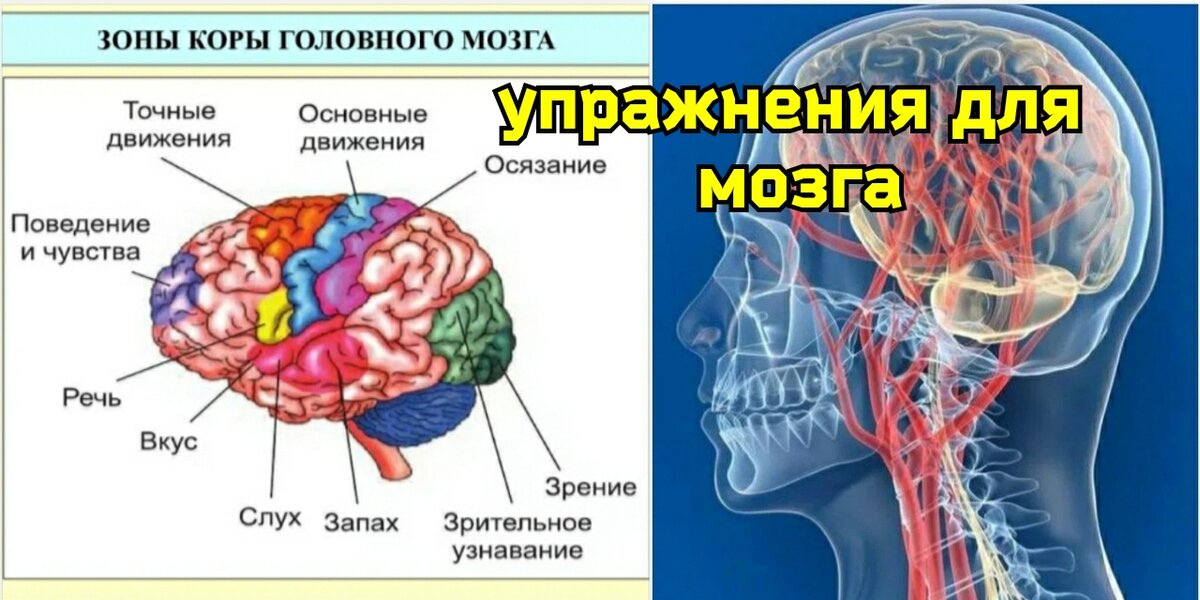 Улучшение кровообращения мозга