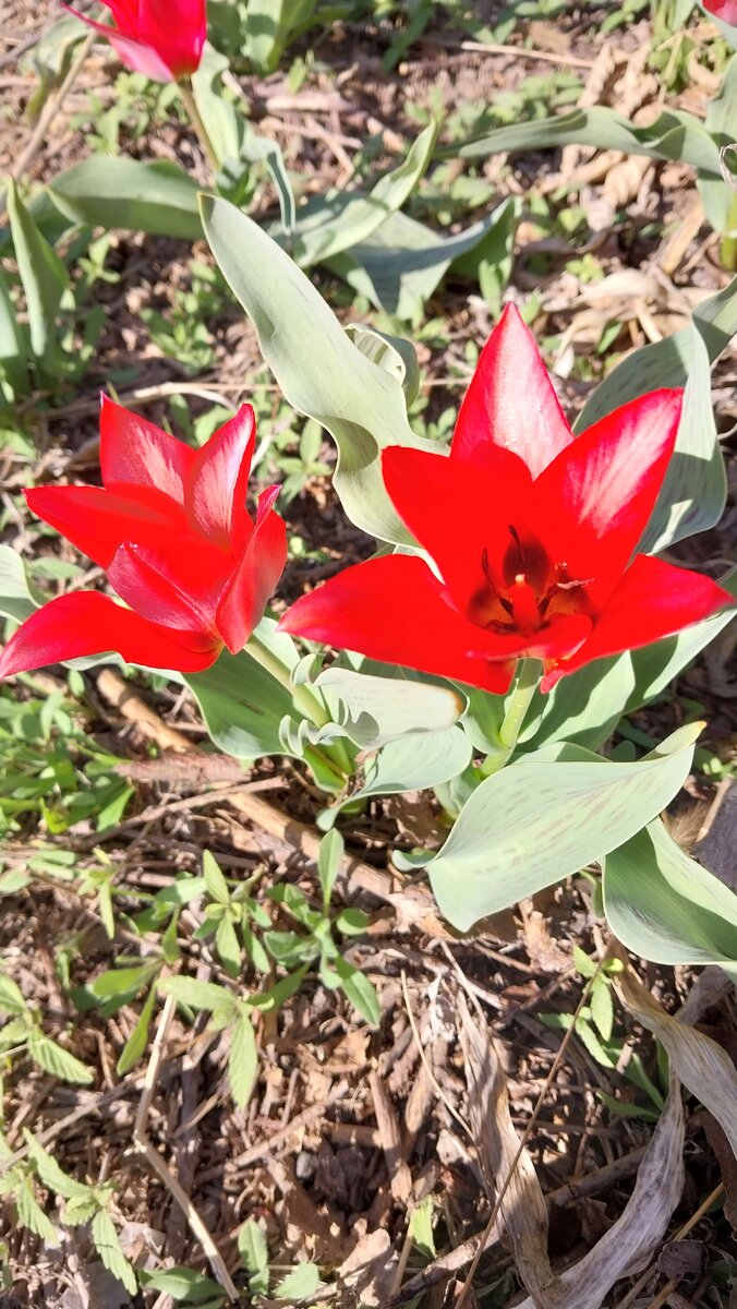 Раньше, когда был жив папа, могла бы назвать и сорт тюльпана.