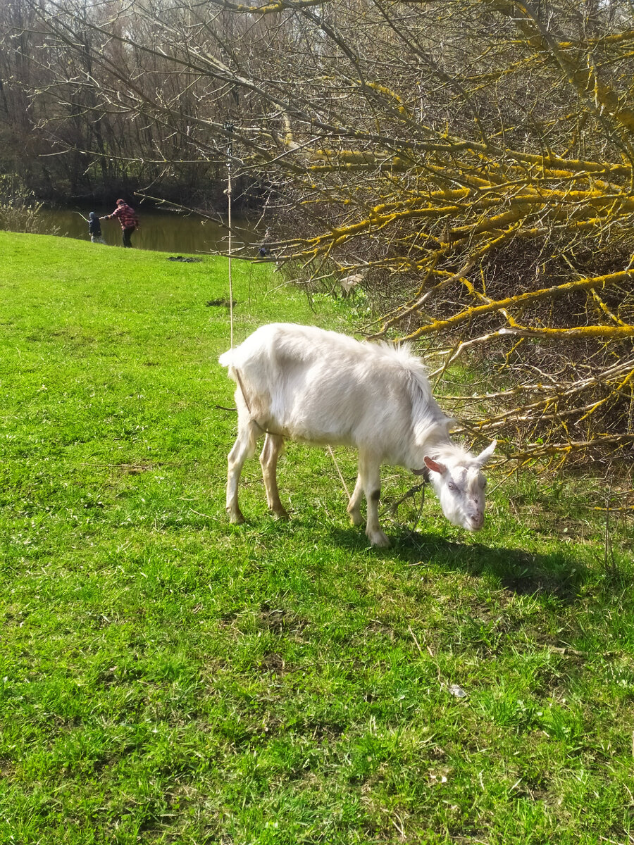 Козлик и рыбачки у реки