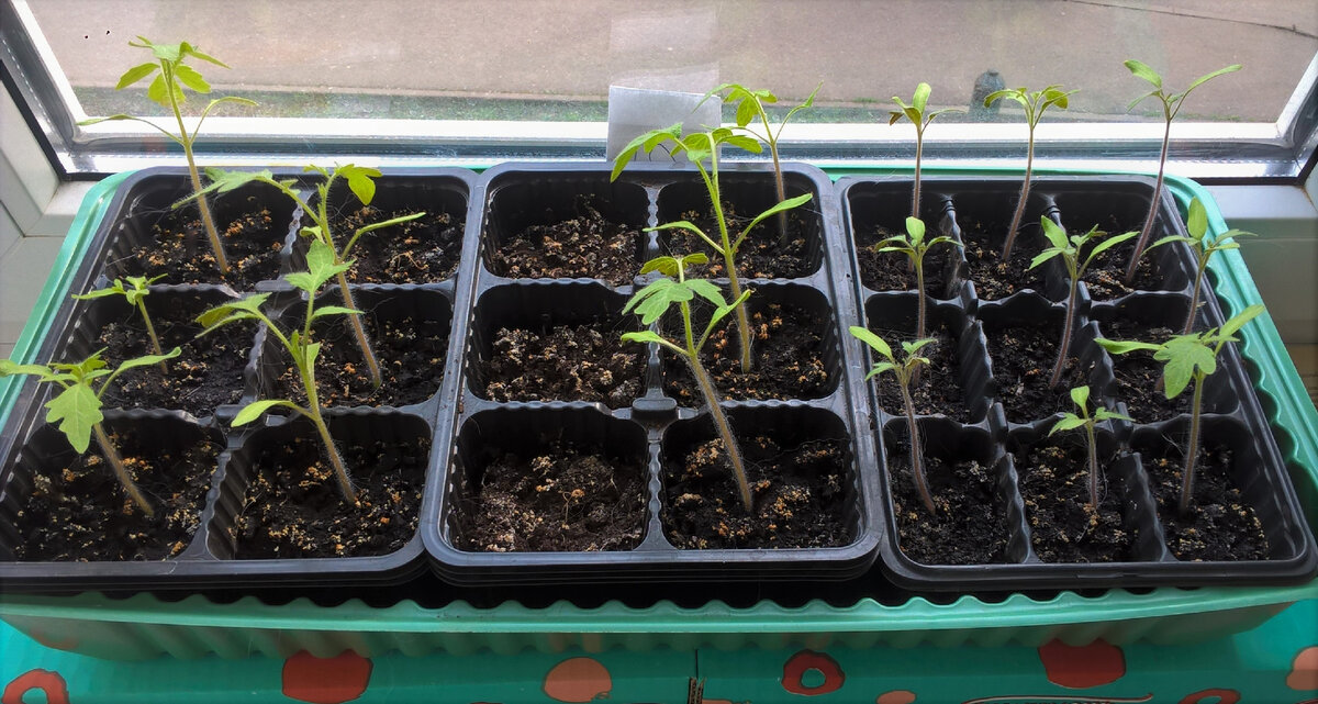 пора сажать рассаду. рассада томатов "медовик". посев томатов на рассаду. лунный календарь на 2022 для посадки семян помидор. погибает рассада помидор.