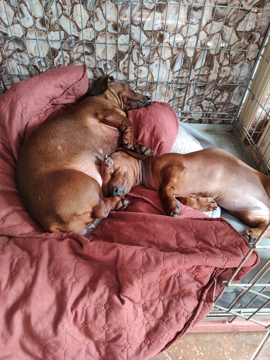 Кимуся и Княжна