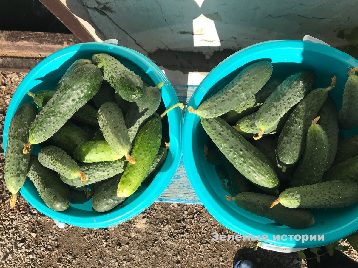 Стандартный урожай