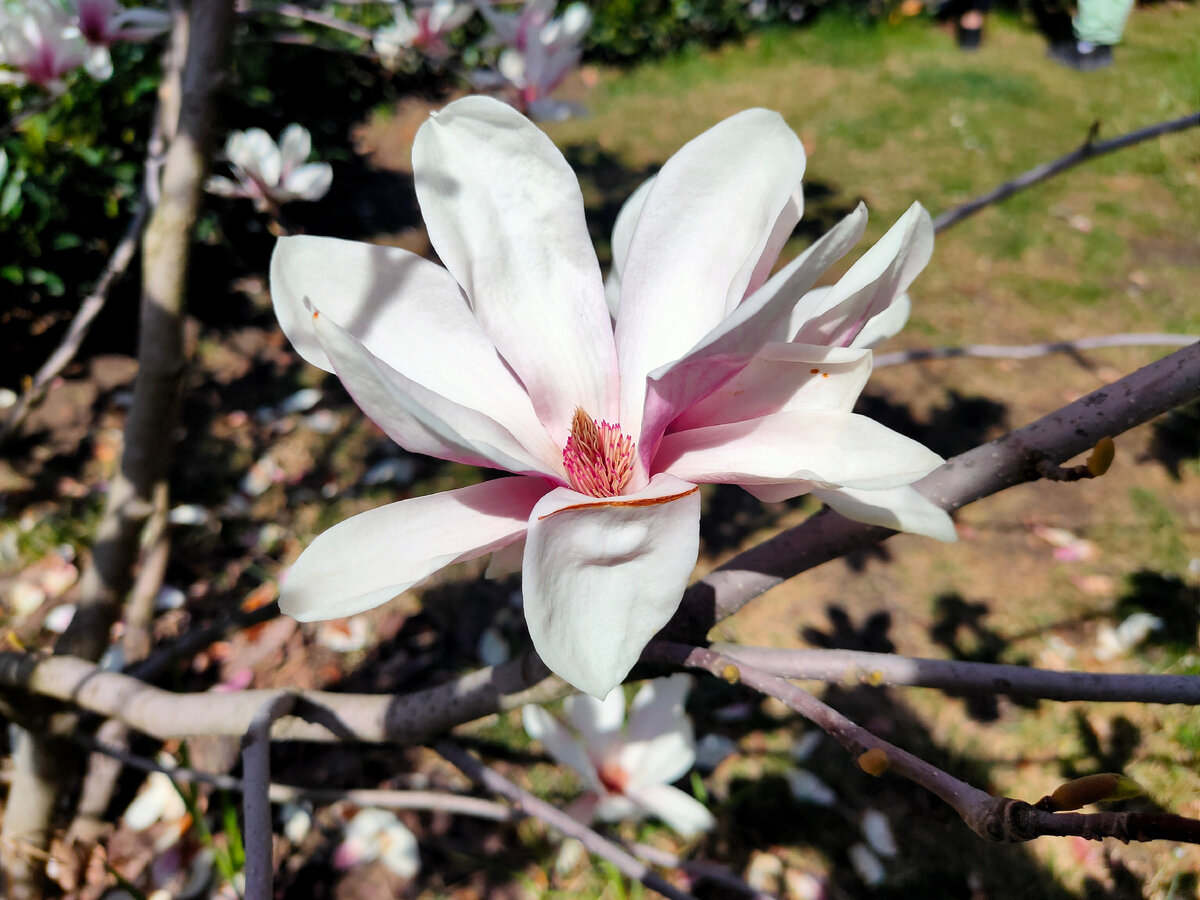 Цветение магнолии в 2022 году