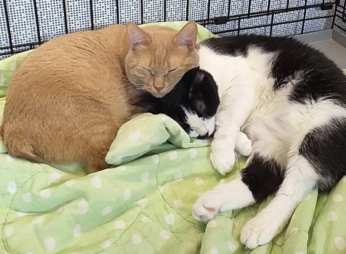    Котики подружились с первых секунд знакомства Арина Полтанова