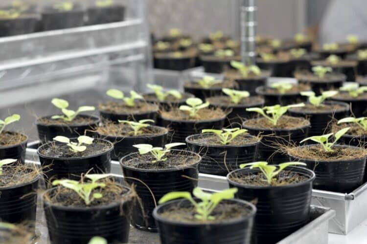    Экспериментальные растения в лаборатории / ©Earlham Institute