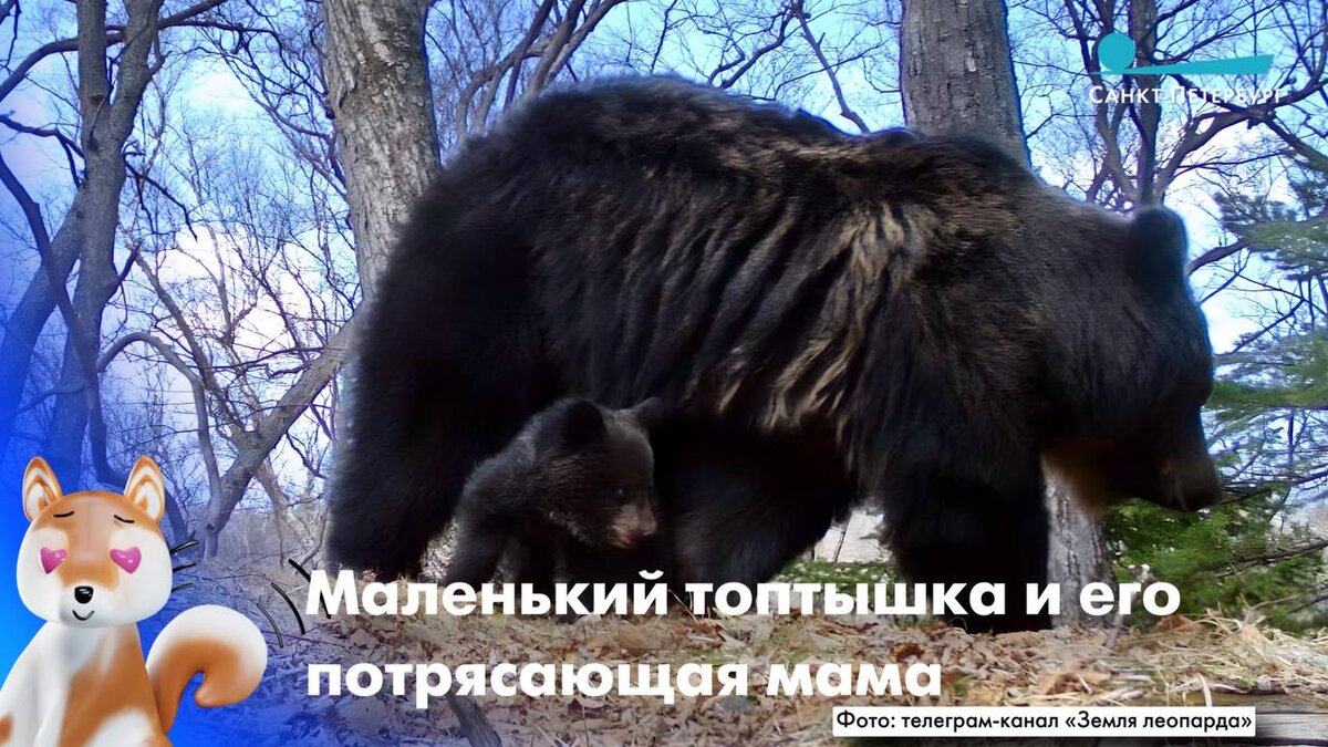 Фото: телеграм-канал "Земля леопарда"
