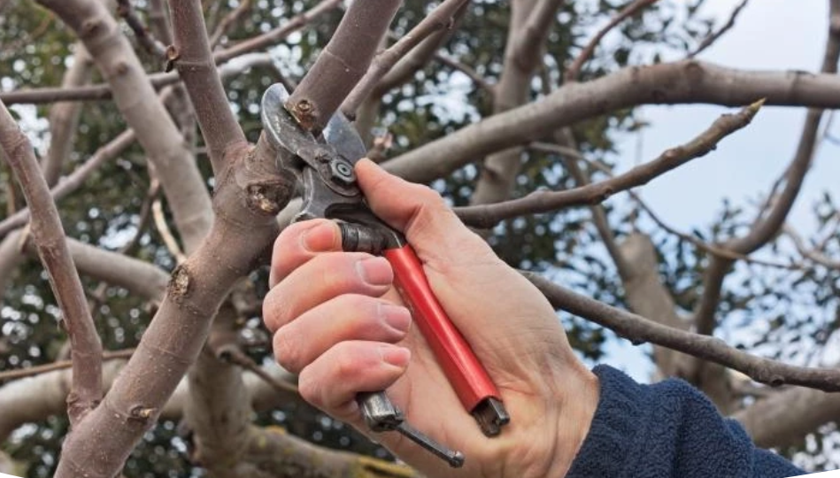 Правила весенней обрезки яблони