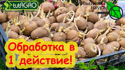 ДЛЯ ВКУСНОГО КАРТОФЕЛЯ ВОТ ТАК ОБРАБОТАЙТЕ КЛУБНИ КАРТОФЕЛЯ ПЕРЕД ПОСАДКОЙ и получите большой урожай! Способ ПРОЩЕ ПРОСТОГО!