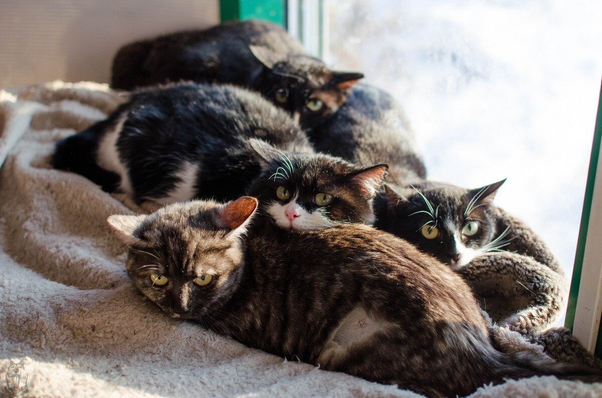 Кошки. Фотографии из личного архива