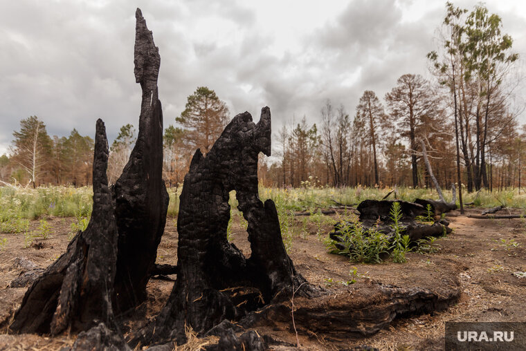    В Челябинской области введен четвертый класс пожарной опасности