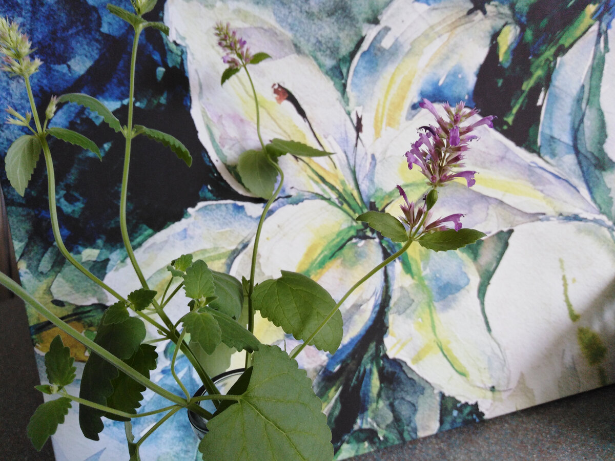 Агастахе гибридный Виват уже зацвел вопреки "предсказаниям" на пакетике, пришлось подстричь. Нижняя часть отлично кустится, а вот цветоносы пошли в красивый букет :)