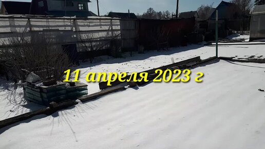 871. 11 апреля апреля 2023 г. Высаживаю ОЗИМЫЙ чеснок.