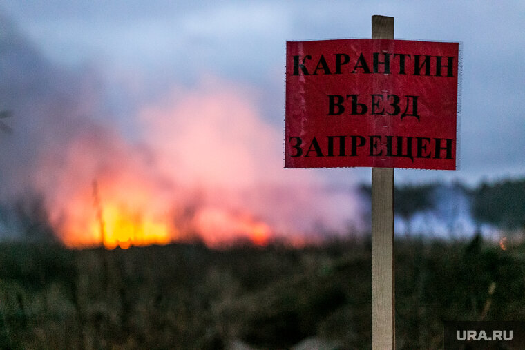    Карантин по бешенству животных начал действовать в селе Шабаново Омутинского района с 11 апреля