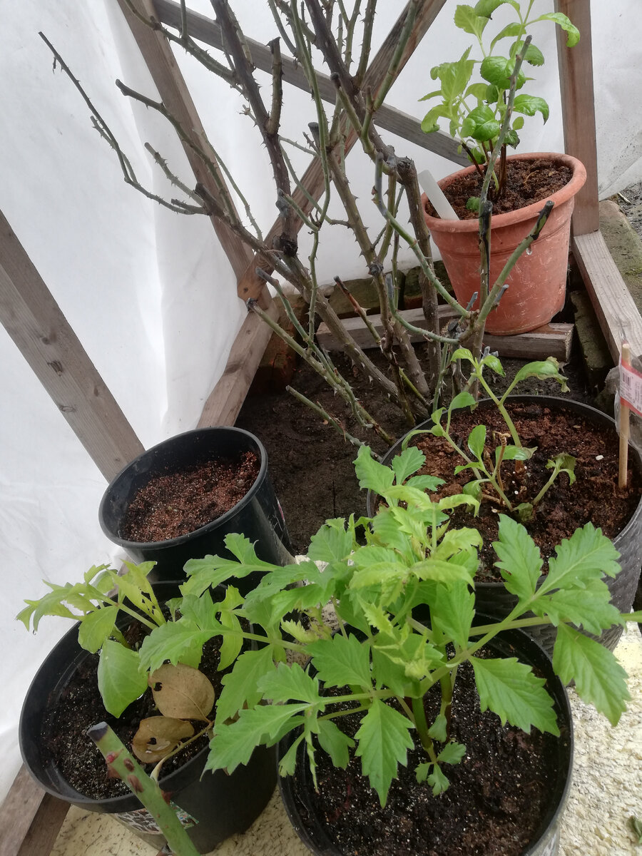 Уже подросшие георгины поставлены в укрытие к розам, 20-е числа марта