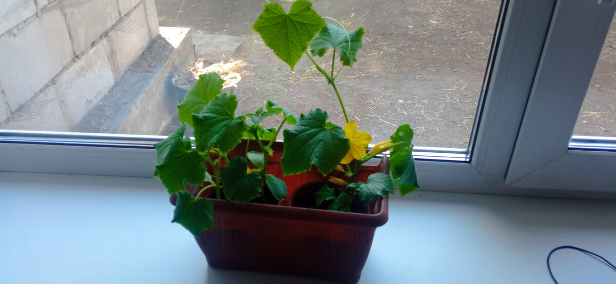 Посадила балконные огурцы. Цветут.