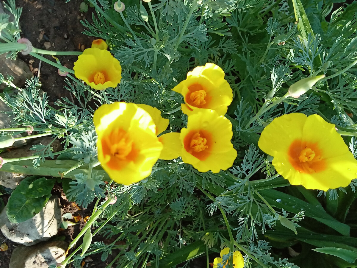 печальные цветы