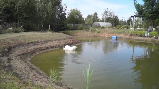 Нимфеи в маленьком пруду И снова микрозим ,известкование берегов