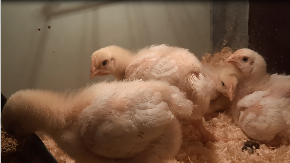 бройлер 4 месяца. бройлер 1 месяц. бройлер 1 месяц фото. бройлерам 1 месяц. бройлеры породы хаббард.