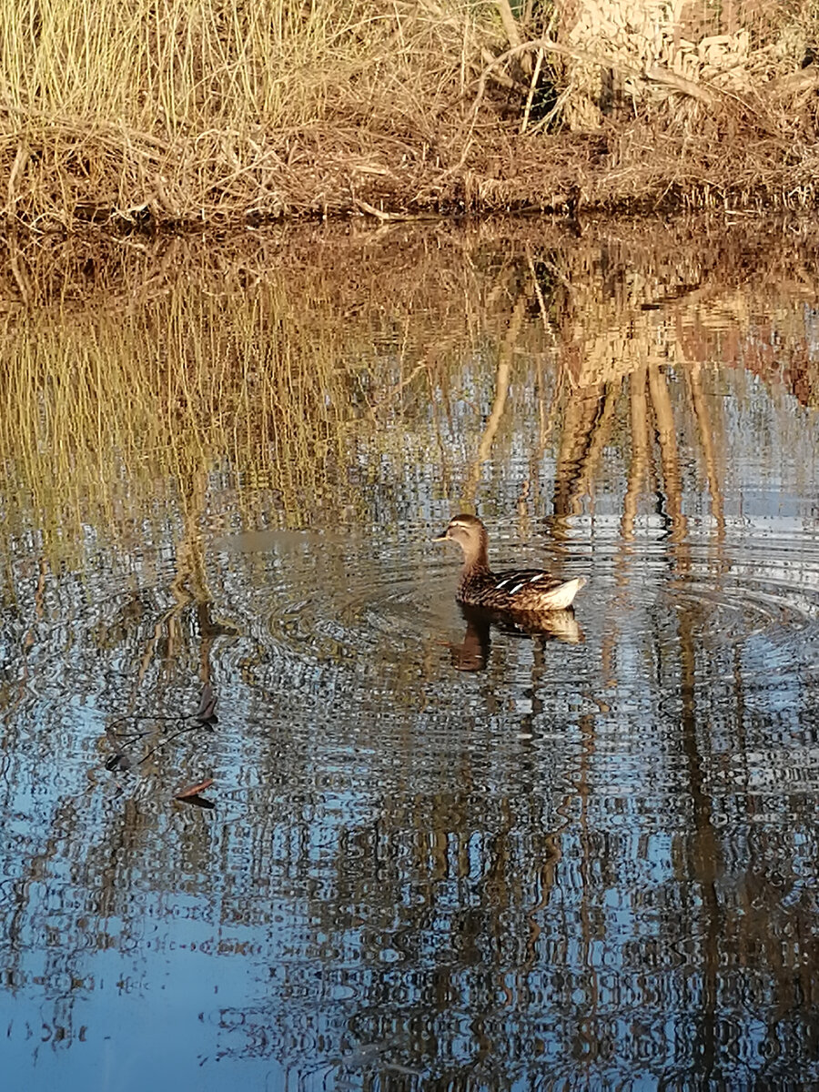 Подсадная утка Фрося(фото из личного архива) 