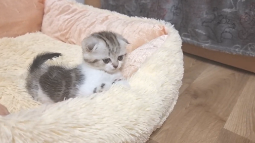 Милейший Котенок Лола с необычным окрасом 😇 | Кошка Хлоя и котята | Дзен