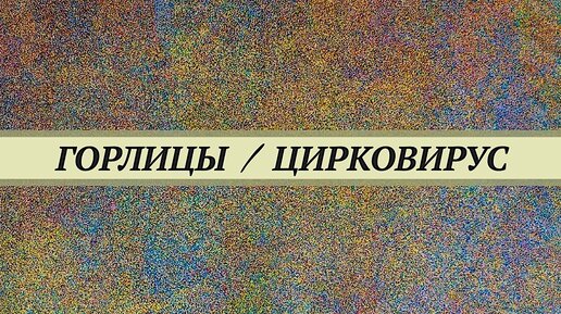 下载视频: У смеющихся горлиц лысая голова. Цирковирус, кампилобактериоз, эшерихиоз, энтерококкоз. Надо ли размножать птиц больных цирковирусом?