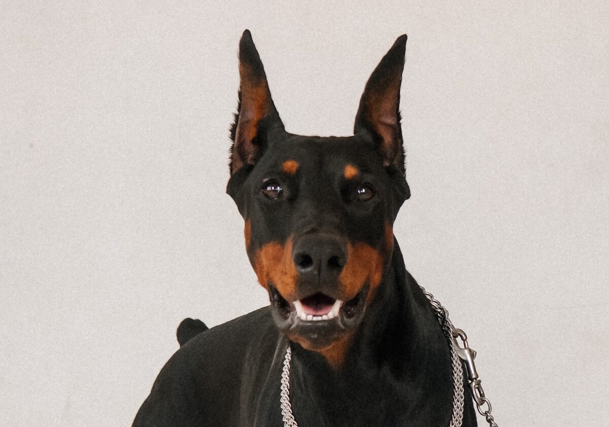 Photo by Anna Deli on Unsplash