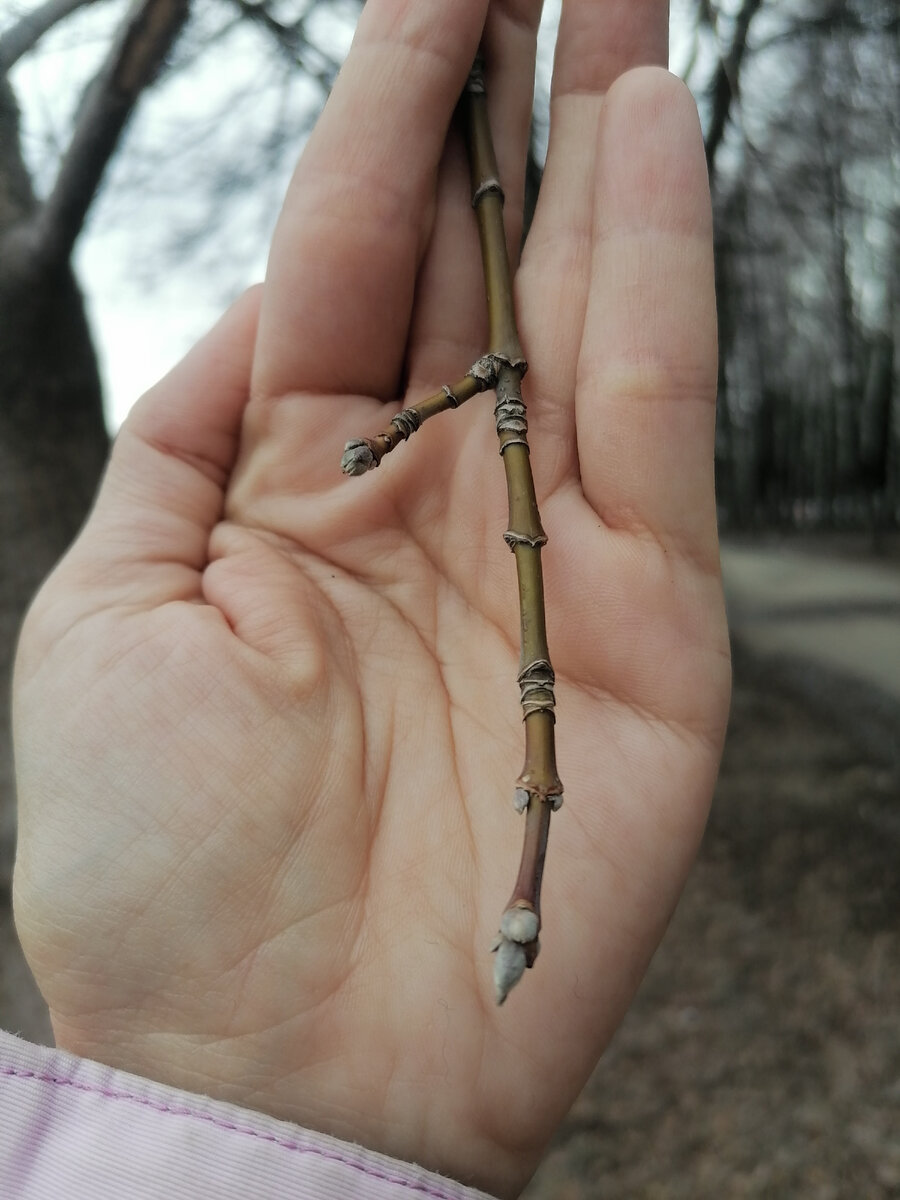 Клен американский