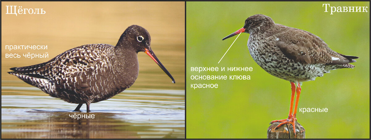 Фото: Luka Hercigonja и Chris McCreedy