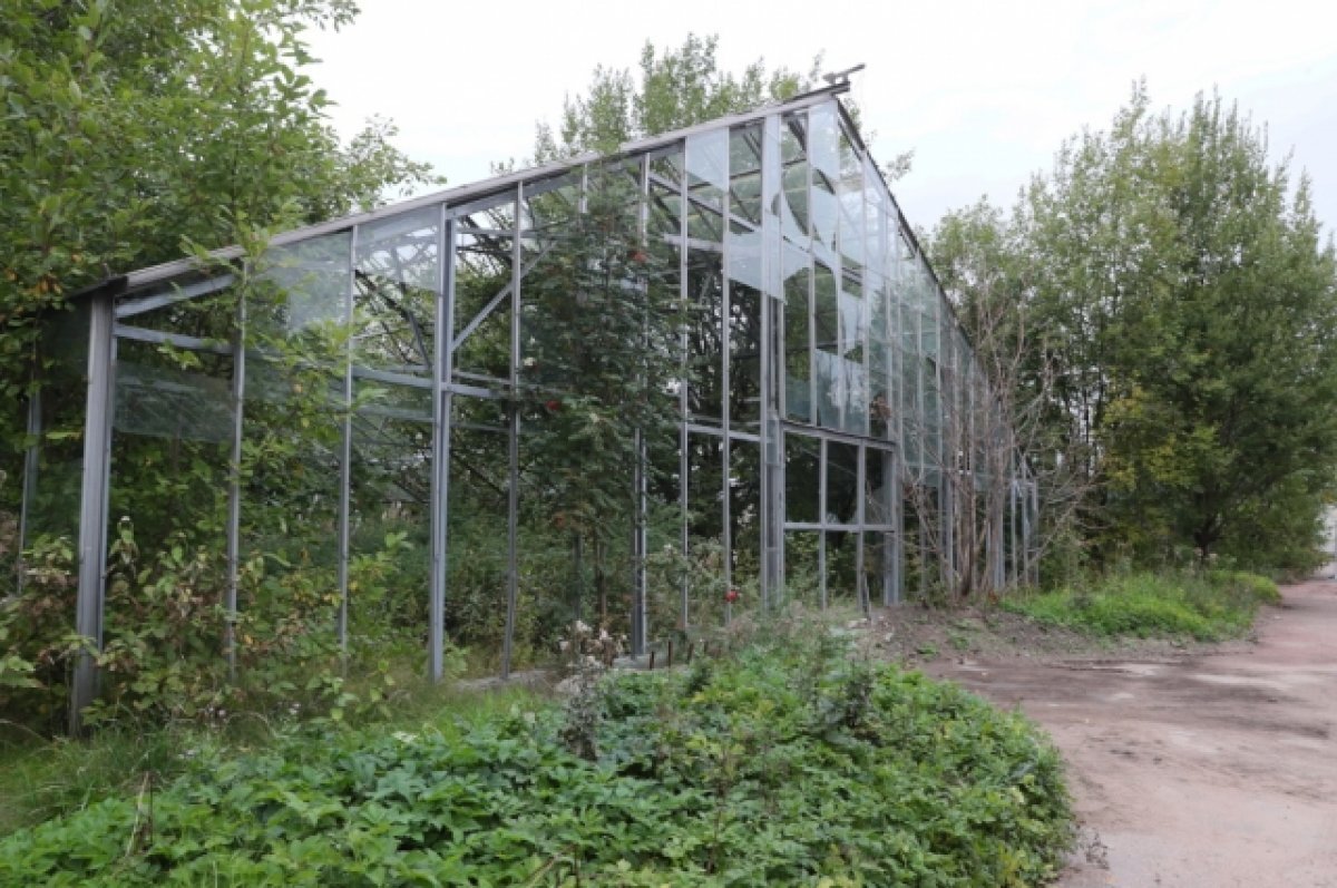    Госстройнадзор Петербурга разрешил начать реконструкцию в Таврическом саду