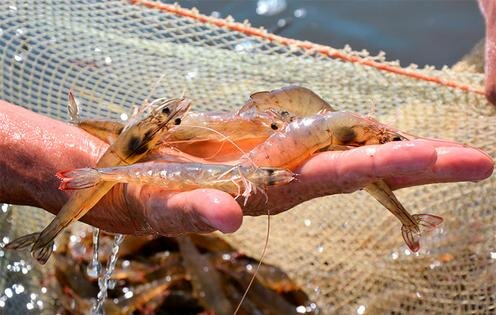 Фото с сайта forumfermer.ru