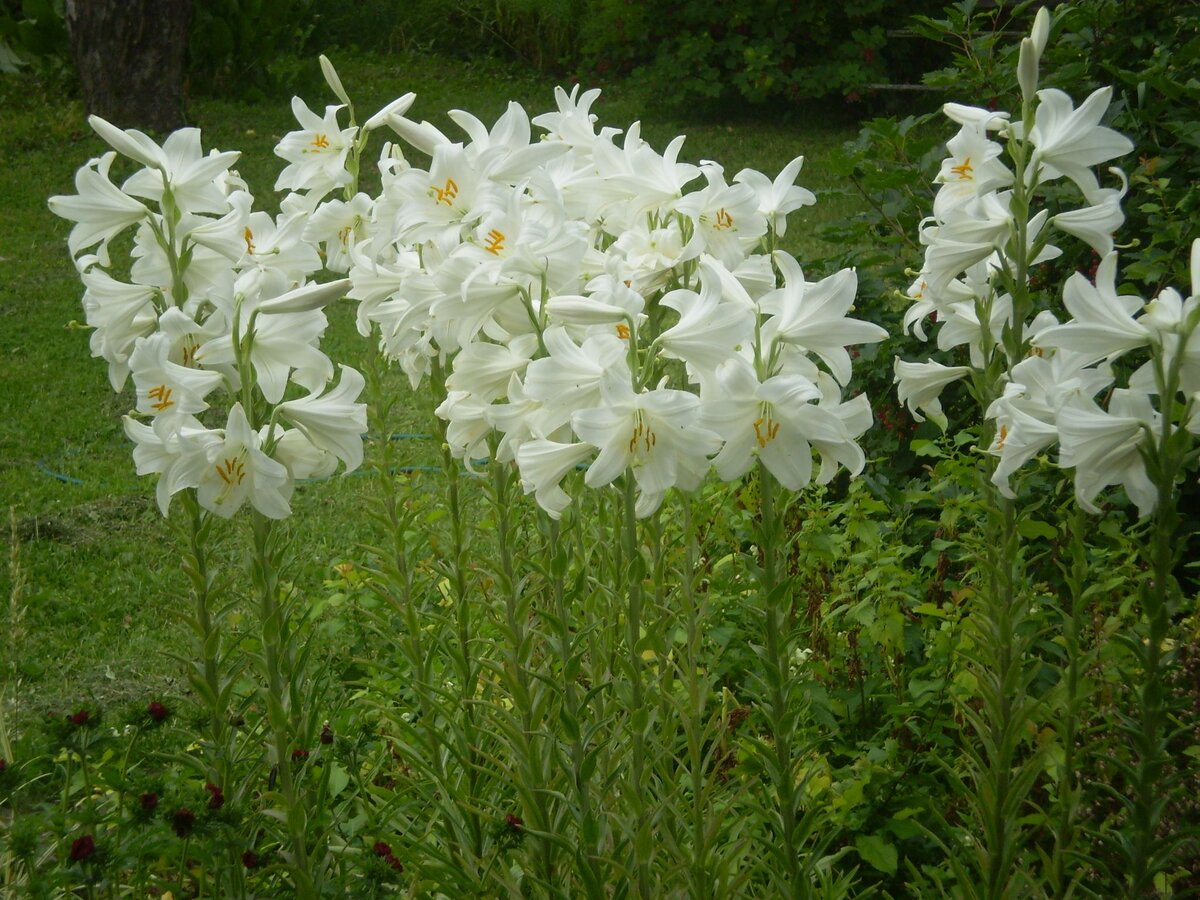 Белые лилии: описание гибрида кандидум и красивые сорта