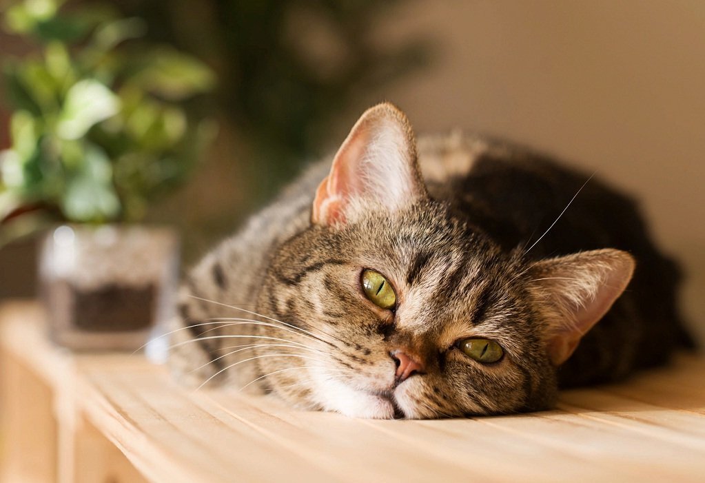      Спокойная кошечка.