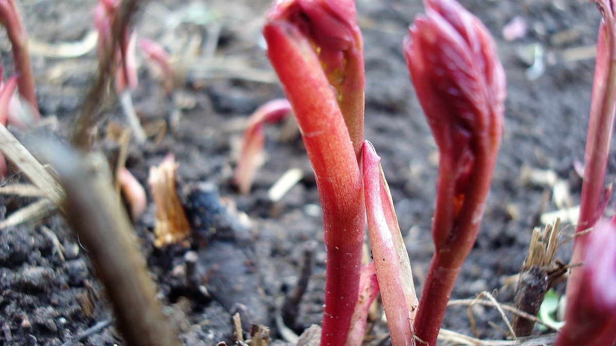 Ещё раз пион