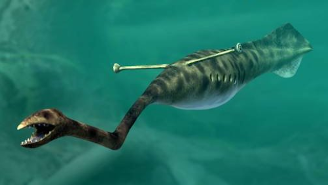 Реконструкция. Позвоночная.