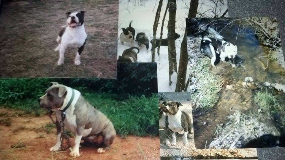 Стаффордширские терьеры, которых использовал Дэйв Уилсон при создании породы ам. булли