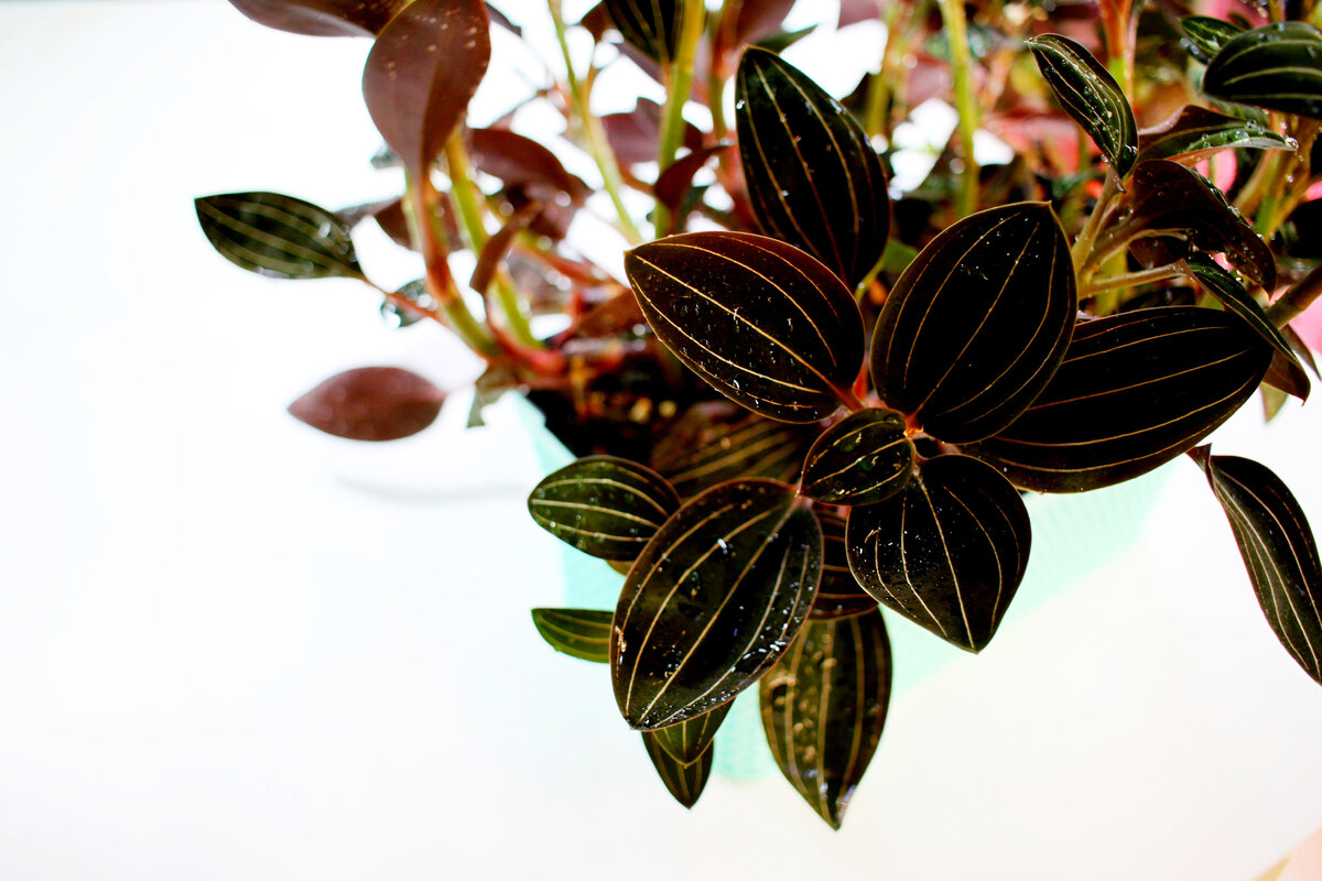 Лудизия Ред Вельвет. Фото и коллекция автора MAsteritayaplants