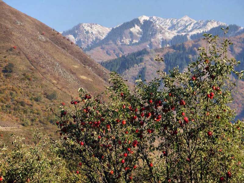 Дерево средней азии. Рябина Тянь-Шаньская. Дикая яблоня Сиверса. Яблоки Сиверса. Яблоня киргизов (Malus kirghisorum)