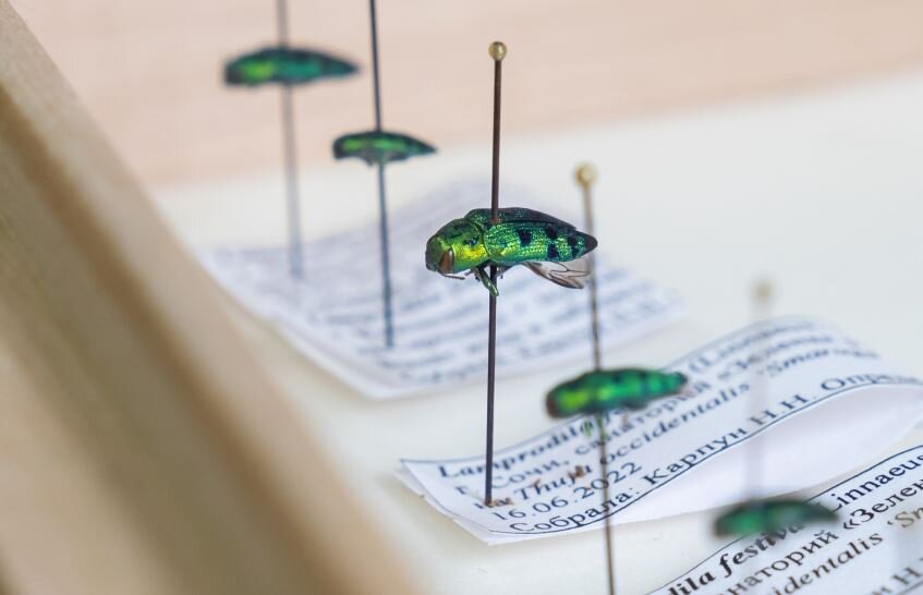    В Сочи ученые прогнозируют вспышку усыхания растений