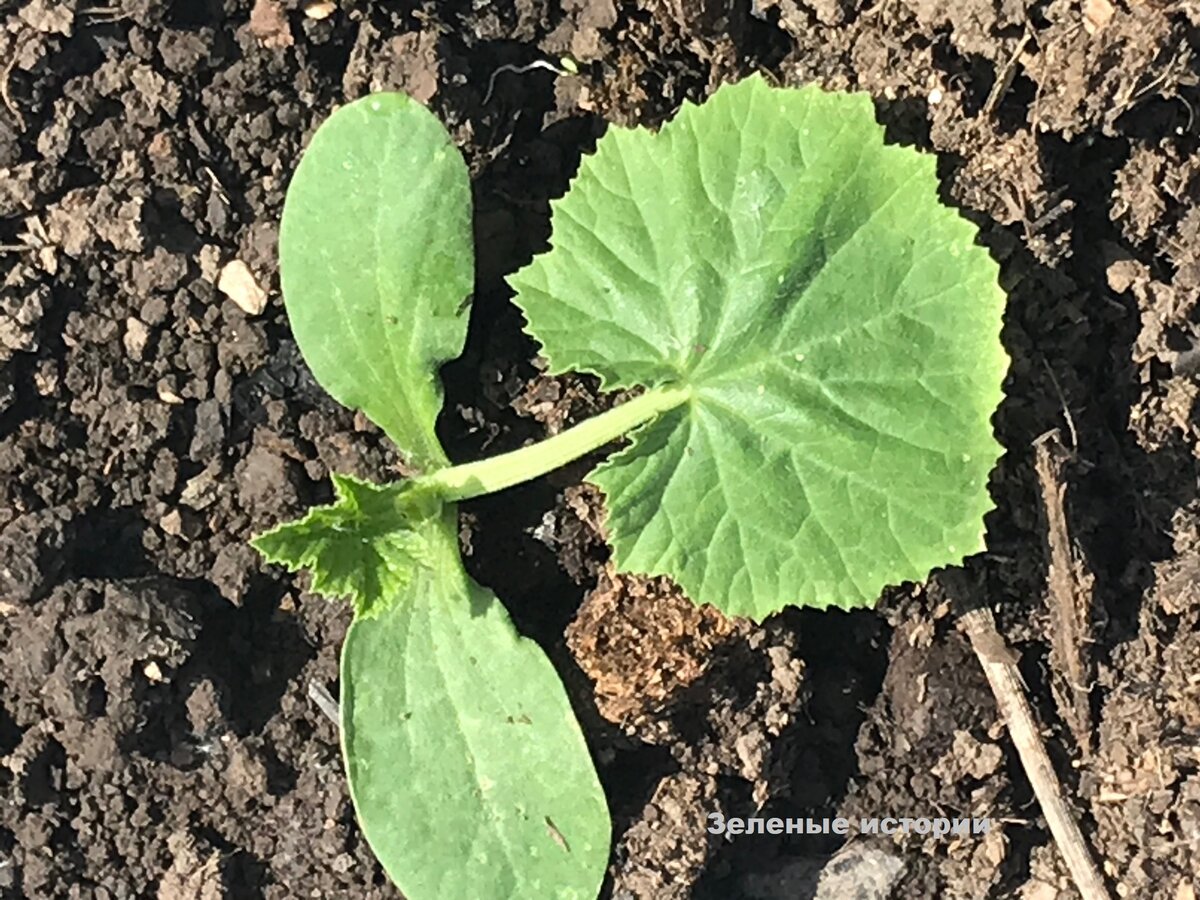 ������ ����� � ����� ��� ������� ������� ���������, ������� ������������� ��������� �������� (�������� ����)