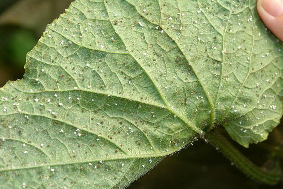 Вредители на листьях огурцов фото