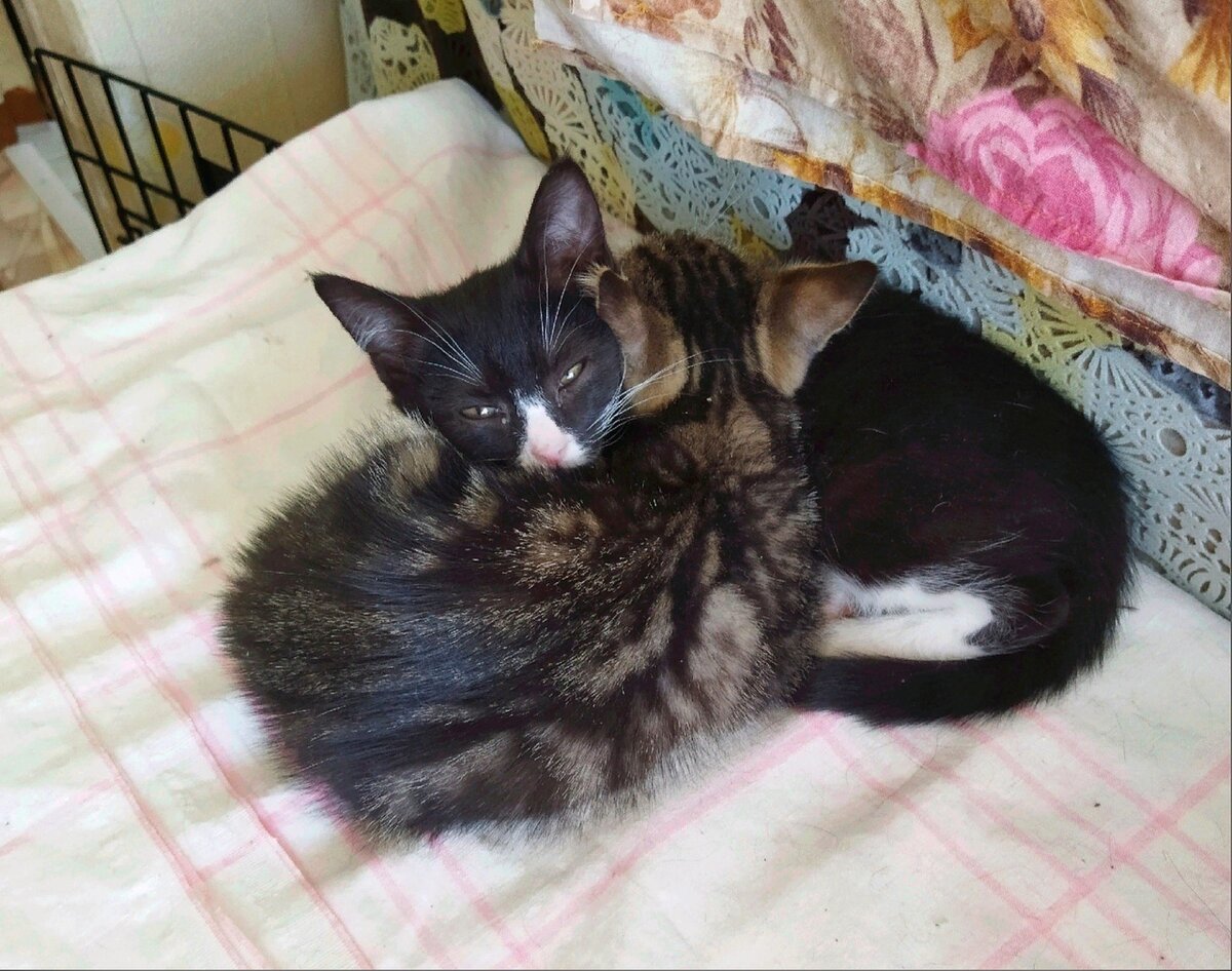 Родные котята Алисы Ася и Вася