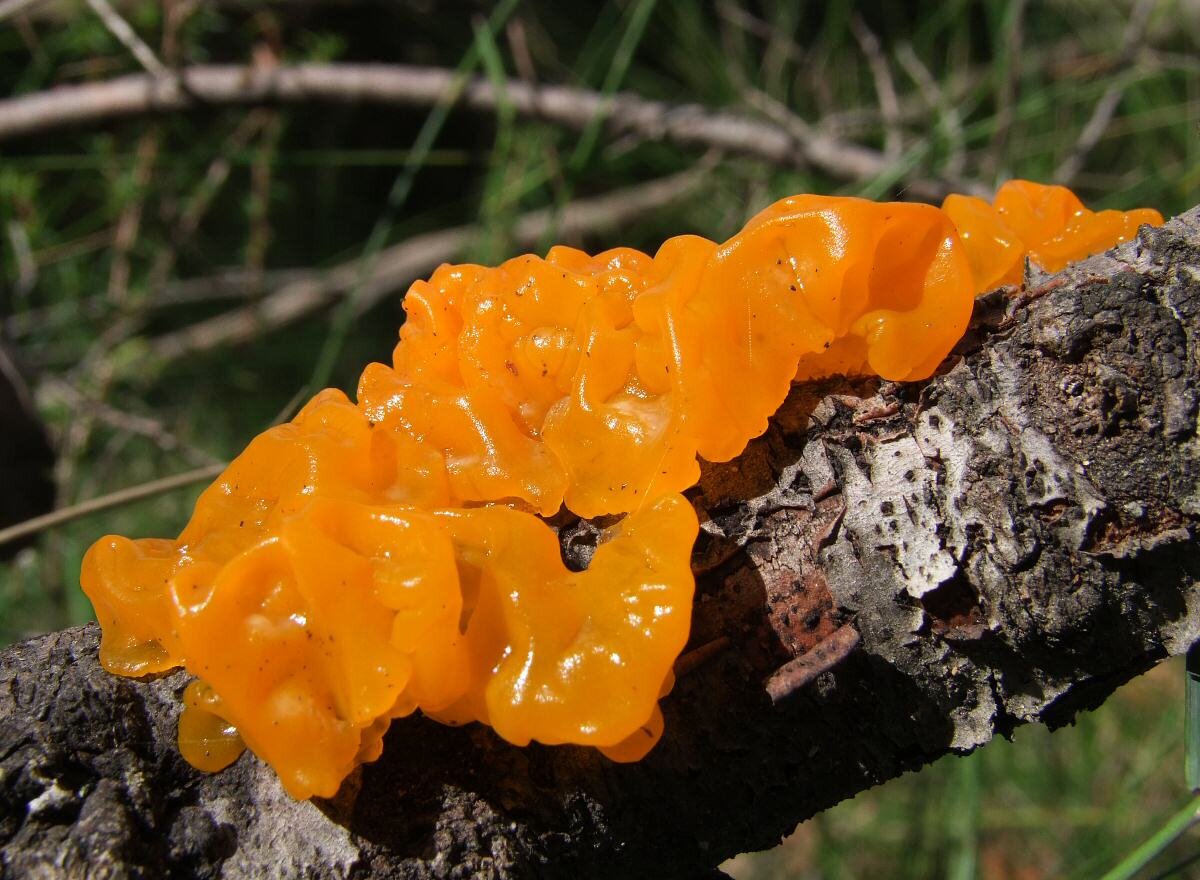 Гриб дрожалка. Дрожалка оранжевая (Tremella mesenterica). Дрожалка оранжевая съедобный гриб. Гриб Дрожалка желтая. Гриб Дрожалка съедобная.