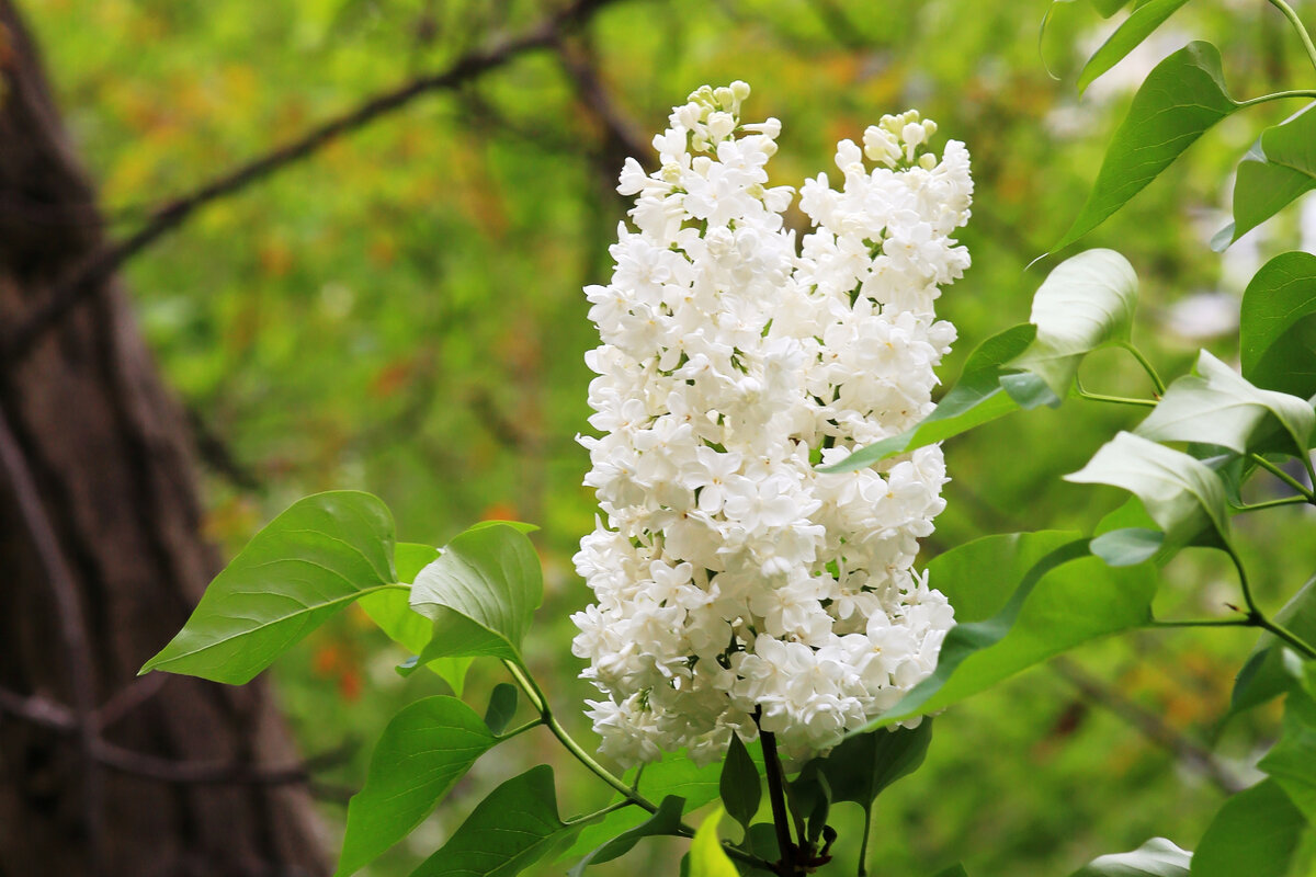 № 1 Фрагмент. F = 120mm, 1/125