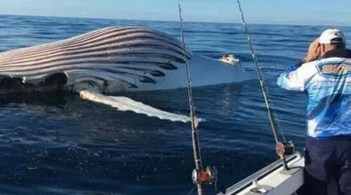 Кит полосатик. Что за гигантский полосатый шар в океане. Выход к океану. Фото раздувшегося кита найденного рыбаком.