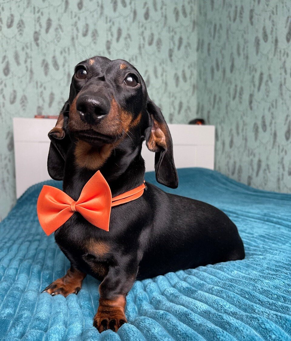 Прилежный ученик