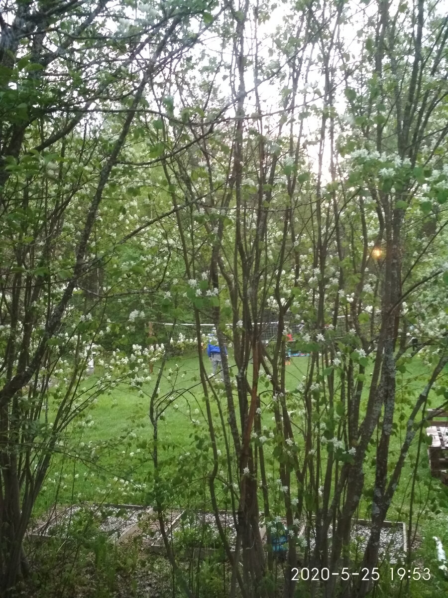 Спасти сад от вредных насекомых - спасти урожай