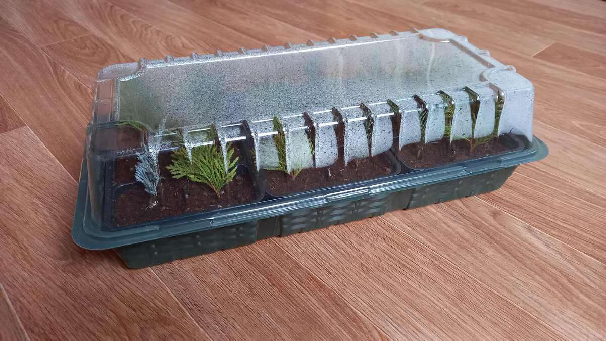 Минипарник. Фото автора.