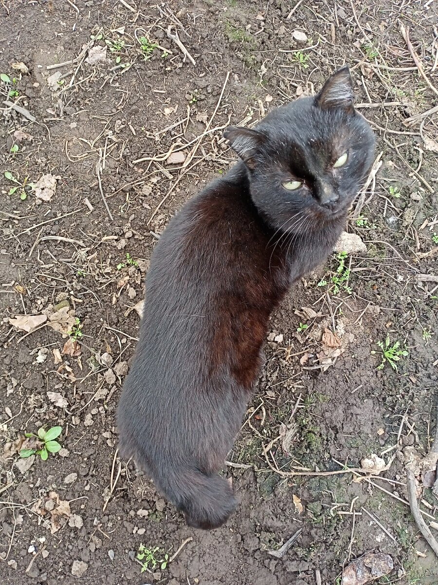 У кота сломал хвост, он волочится по земле. 