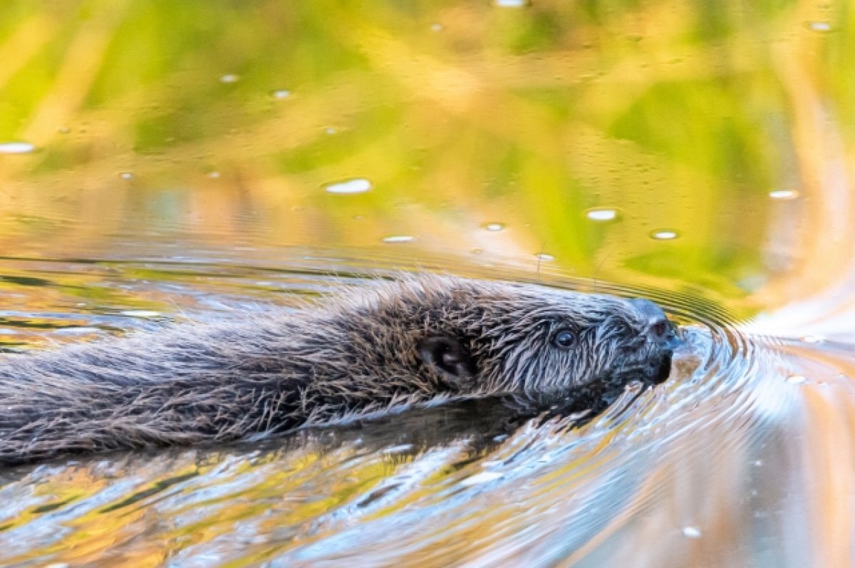    В Коврове спасли бобра, заблудившегося в цеху электромеханического завода