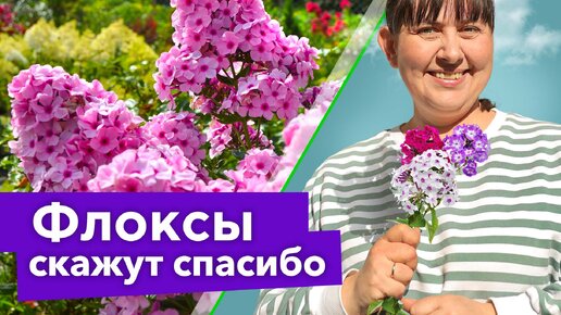 Download Video: Чтобы флоксы были здоровыми и обильно цвели до морозов, поухаживайте за ними весной!